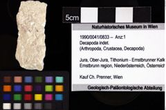 Foto (Objket + Etiketten) von Decapoda indet. 